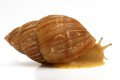 Scutalus tupacii semiadult